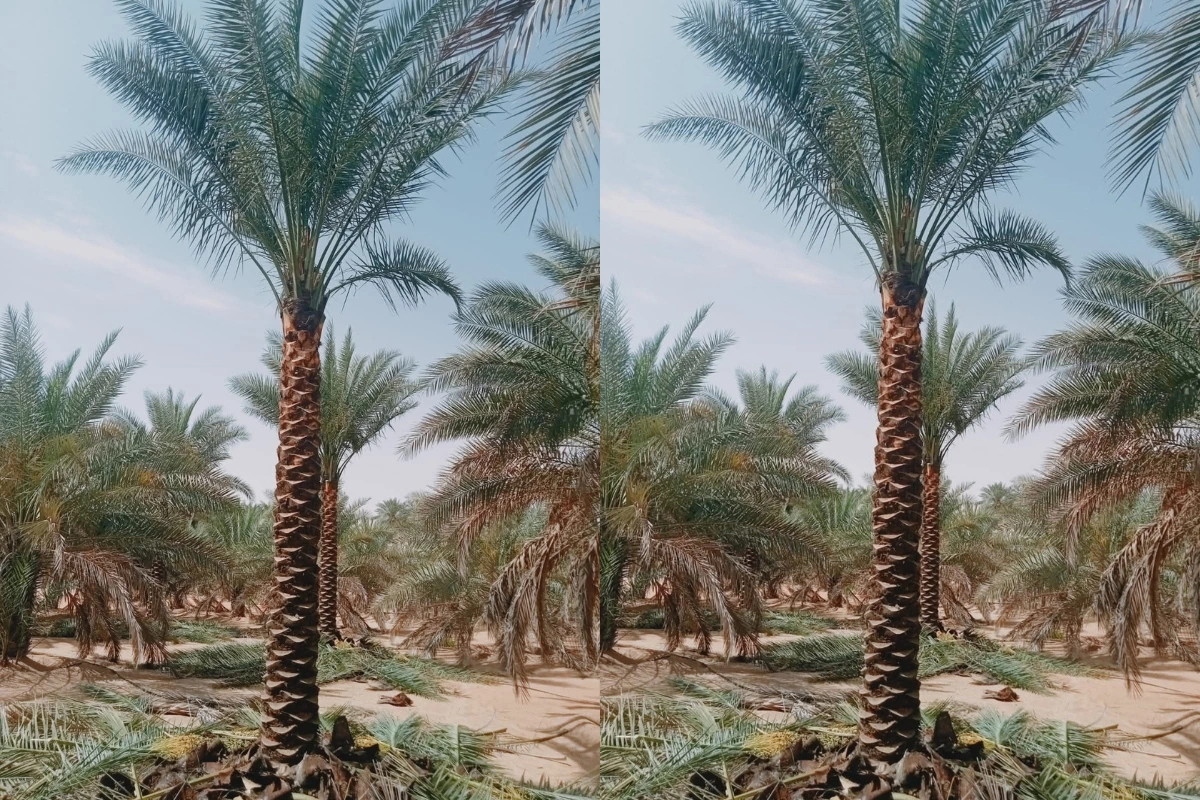 Sell-Palm-tree-in-dubai