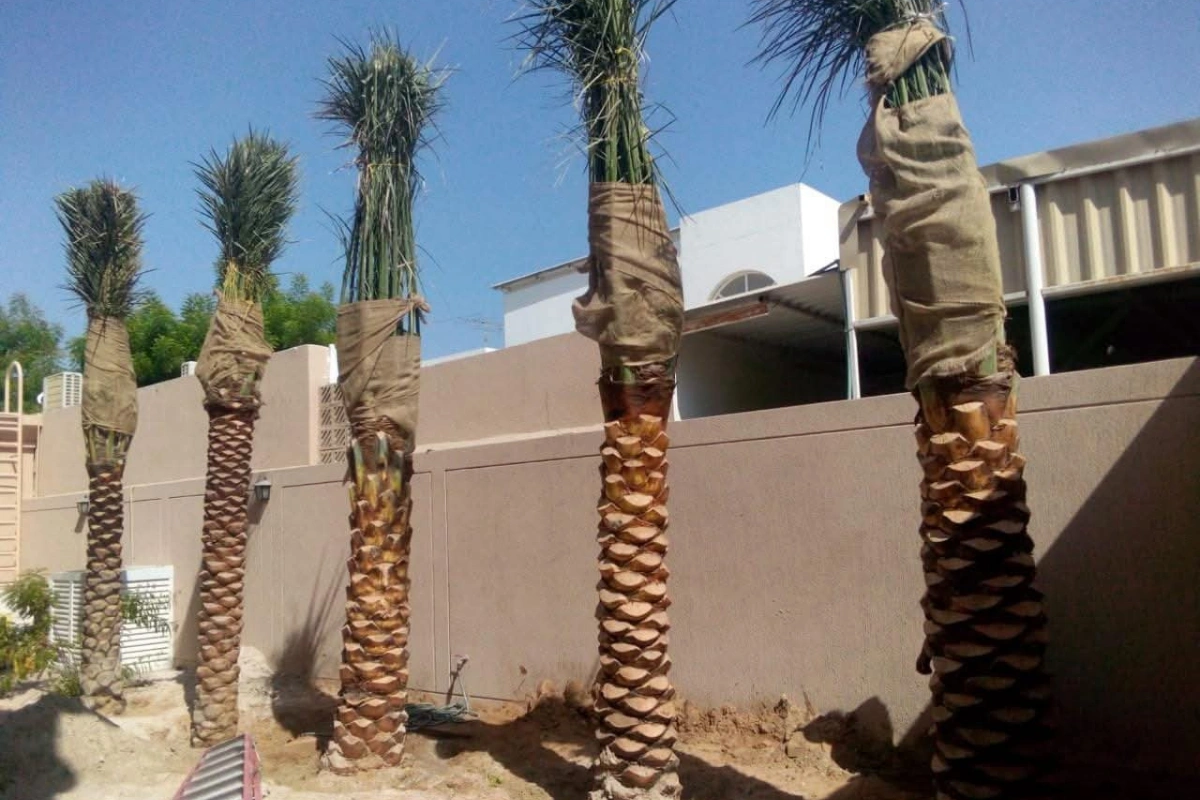 Sell-Palm-tree-installation-in-villa-dubai