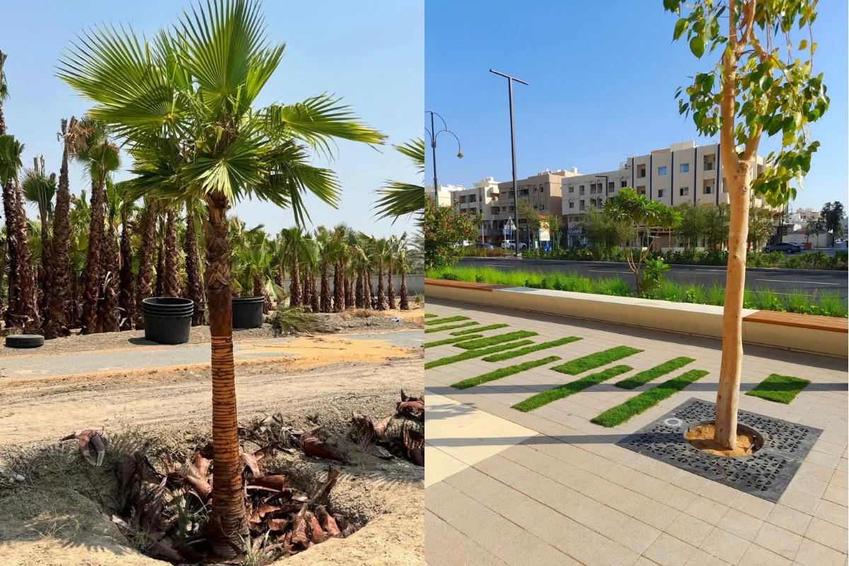 Sell-Plam-tree-in-dubai