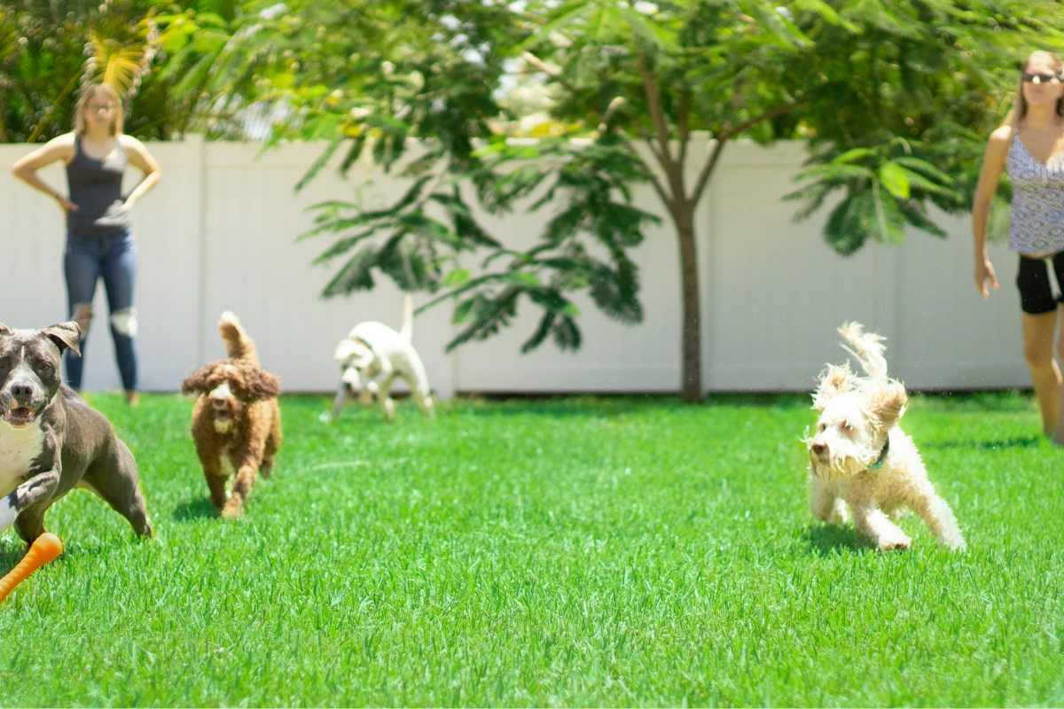 good_artificial_grass_alwardalandscaping