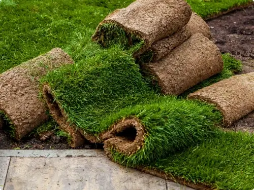 Bermuda grass lawn in a Dubai villa garden